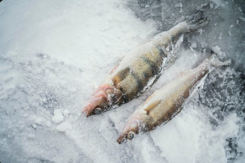 Why Frozen Fish Prices Jumped 11% in a Single Year And What Came Next